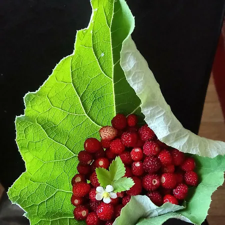 Au Coeur Des Sapins Rum i privatbostad *